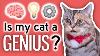 I Iq Tested My Cats